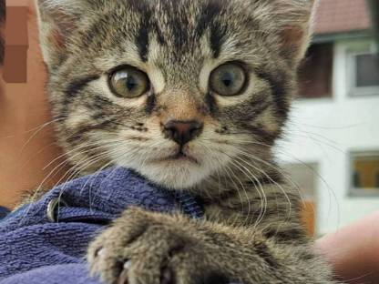 EKH Katzen