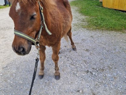 Pony