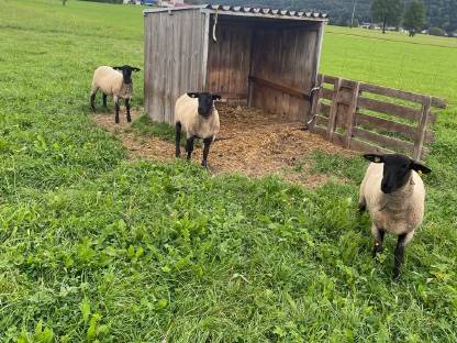 Weibliche Suffolk-Schafe