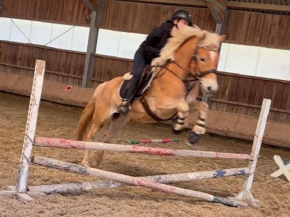 Bild 7:Wunderschöner Sporthaflinger zu verkaufen