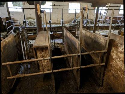 Bild 3:Aufstallung für Kälber und Kühe