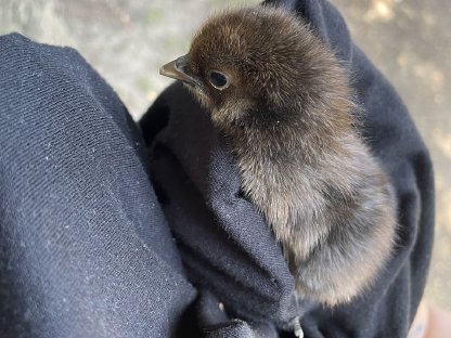 Bild 6:Huhn und Henne