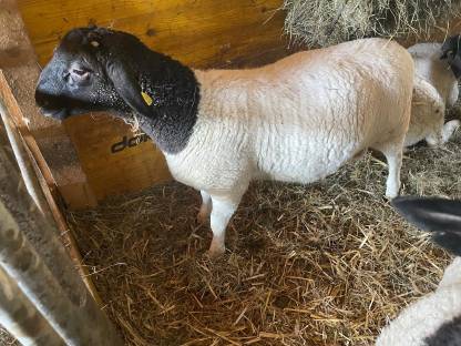 Bild 5:Reinrassige Dorper Jungböcke