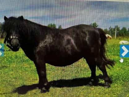 Bild 6:Minishetty, Minipony Stuten