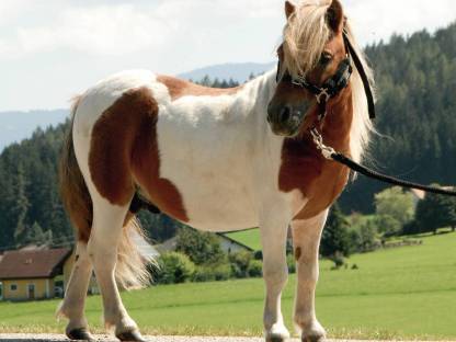 Bild 3:Mini Shetlandpony Hengst Sam