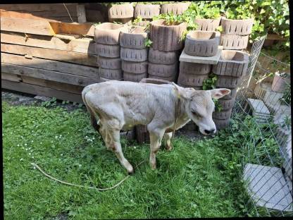 Brown Swiss Stierkalb zu verkaufen