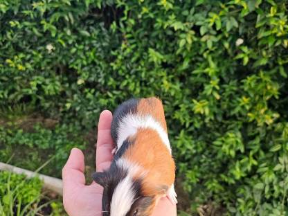 Bild 5:Meerschweinchen