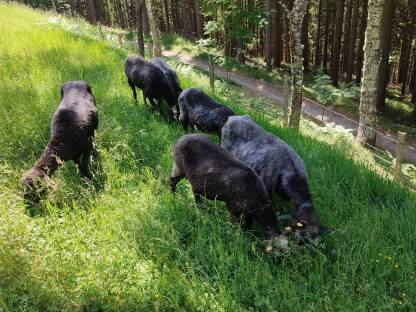 Bild 4:Krainer Steinschafe, Mutterschafe und Lämmer