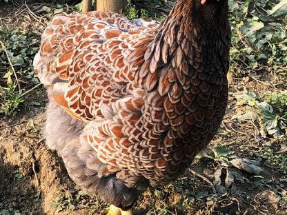 Bild 6:Gänse, Wyandotten, Brahma, Zwergseidis, Amrocks, Bruteier