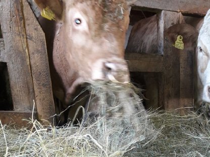 Wagyu
