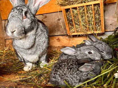 Bild 3:Belgische Riesenhasen zu verkaufen