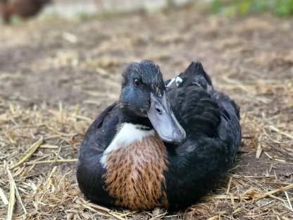 Bild 2:Enten zu vergeben