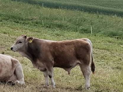 Bio Murbodner Jungstier