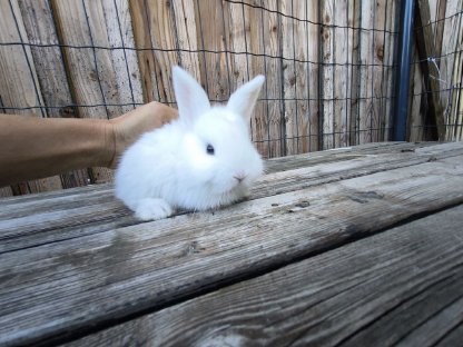 Kaninchen Babys und Erwachsene