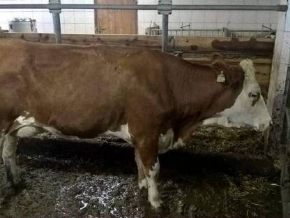 Bild 5:Bio FL-RF-Erstlingskühe aus Aufzuchtbetrieb