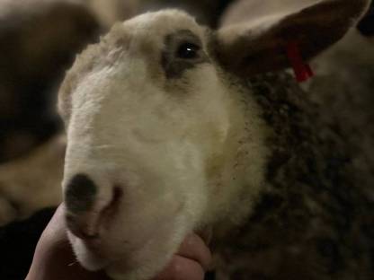 Bild 2:Kaufe Altschafe, Lämmer und Ziegen