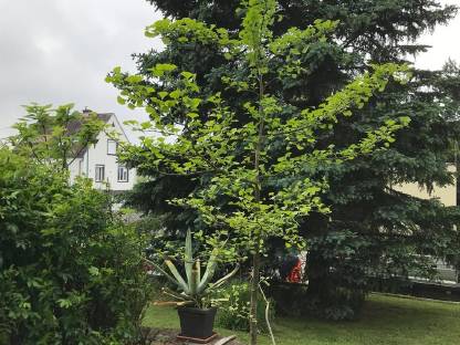 Ginkobaum (3 m Höhe)