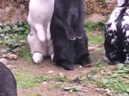 Bild 5:Junge, liebe, zutrauliche Kaninchen abzugeben