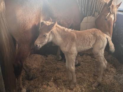 Bild 9:Schönes Haflinger-Stutfohlen