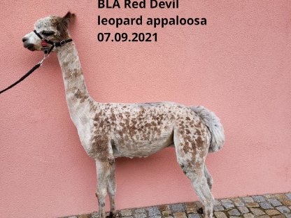 Leopard-Appaloosa-Hengst REDDIE: Feine Faser, starke Gene