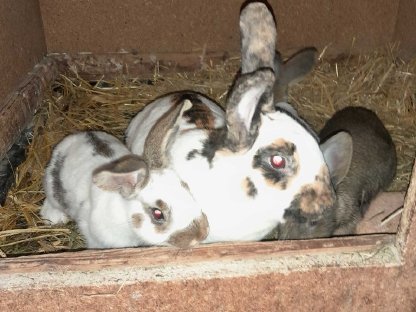 Bild 6:Jungtiere, Häsinnen, Rammler