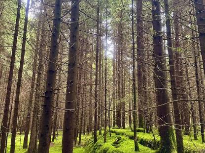 Bild 5:Waldgrundstück im Kaiserwald