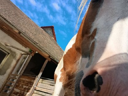 Tinker Pony Mix stute
