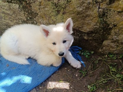 Weiße Schweizer Schäferhund Welpen zu verkaufen