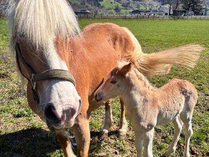 Bild 3:Schönes Haflinger Hengstfohlen