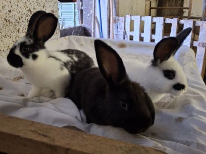 Bild 4:Kaninchen, Fleischhasen/Schlachthasen
