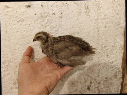 Bild 6:Wachteln, Wachtelküken, Bruteier, Speiseeier