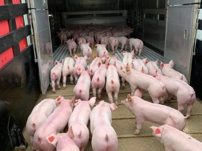 Verkaufe Ferkel