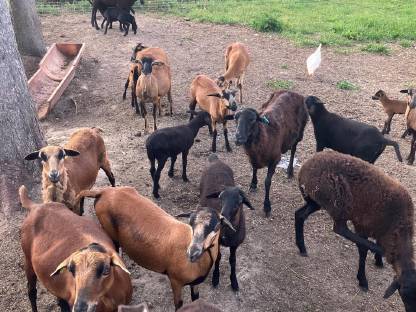 Bild 2:Kamerunschafe