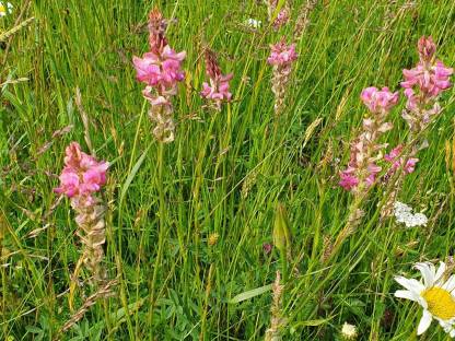 Bild 4:Heu Rundballen