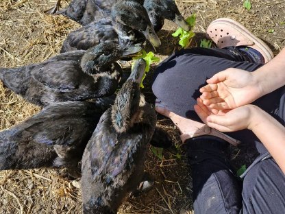 Bild 9:Enten zu vergeben