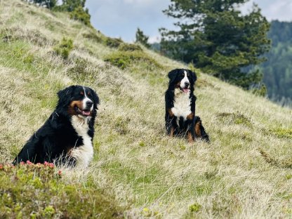 Reinrassige Bernersennen Welpen