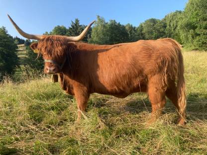 Bild 3:Hochlandrind Kuh