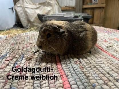 Meerschweinchen, auch in Sonderlackierung