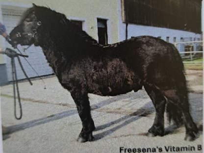 Bild 2:Shetlandpony Deckanzeige