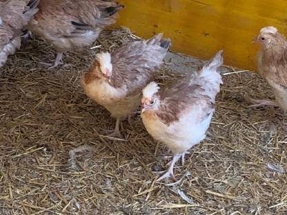 Bild 2:Sulmtaler Hühner, Hähne, Küken, Bruteier