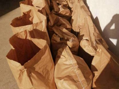 Bild 3:Schwarzhafer abgesackt