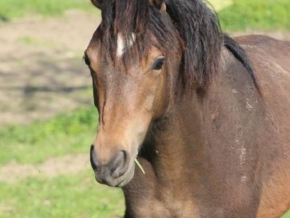 Reitpony Jährlingsstute