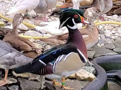 Braut Enten Paar
