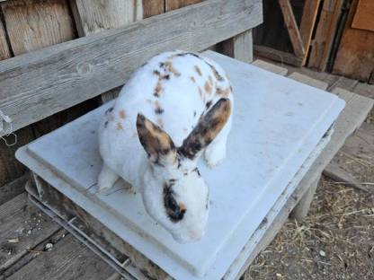 Bild 5:Rex Kaninchen Rammler