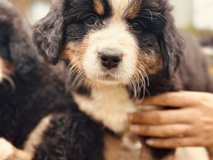 Bild 6:Reinrassige Berner Sennen Welpen