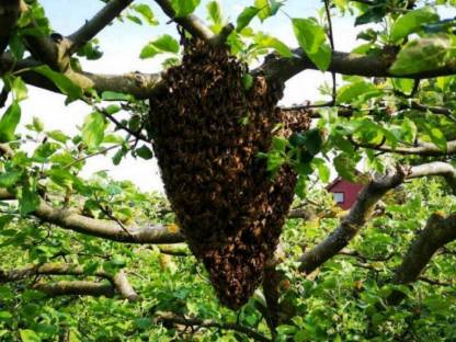 Bio Bienen, Kehrschwärme, Ableger, Carnica, Bio zertifiziert