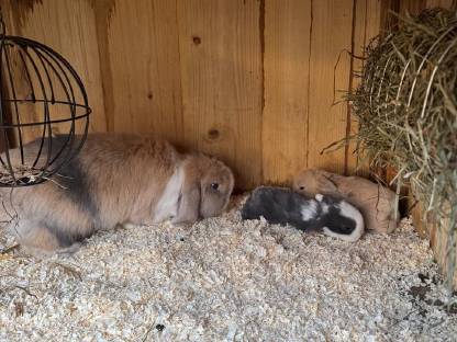 Bild 5:Minilop babys