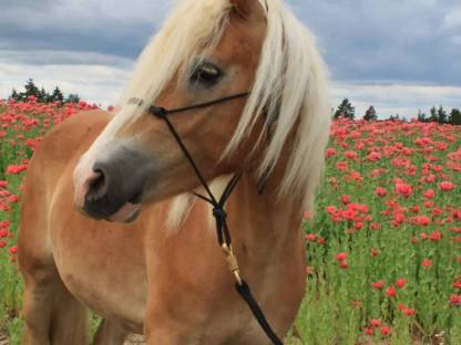 Haflinger Wallach