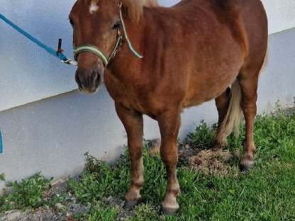 Ponyhengst
