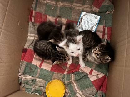 Baby Katzen